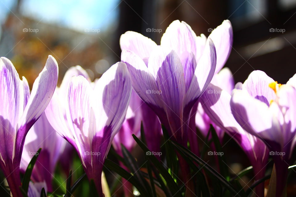 Sunlight and purple . Spring sun on a crocus