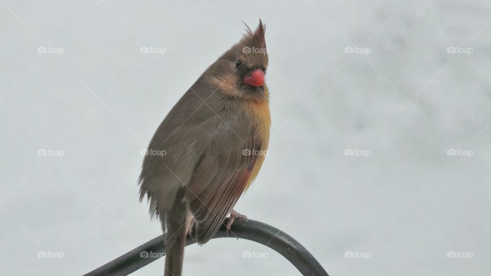 High angle view of bird