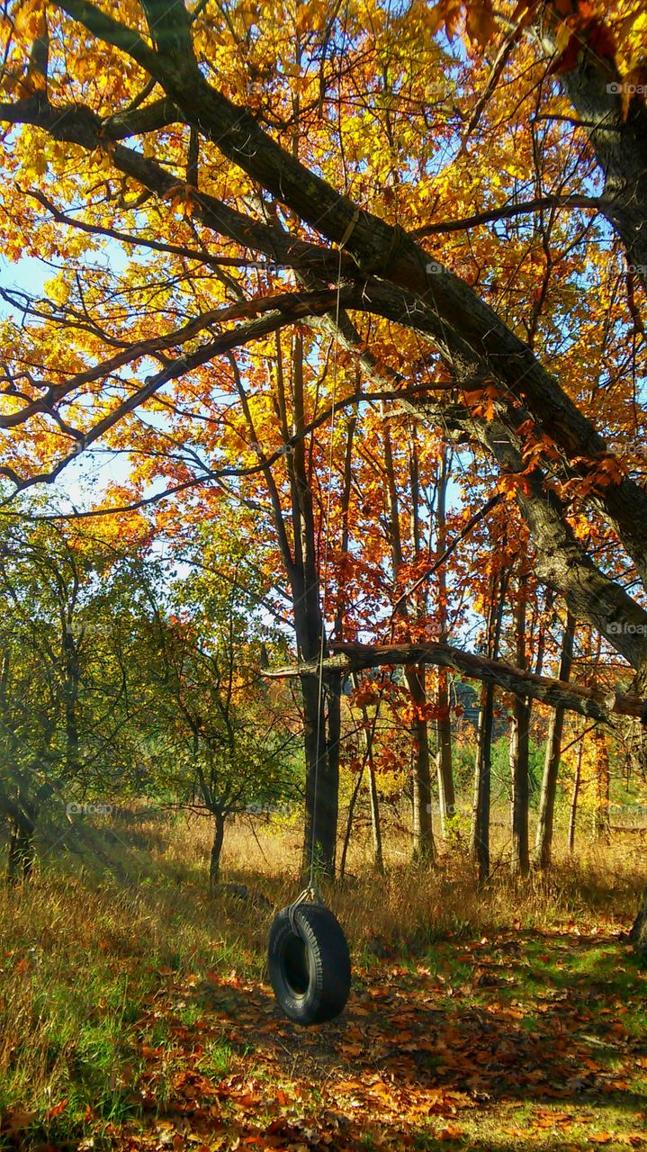 Fall, Tree, Leaf, Wood, Landscape