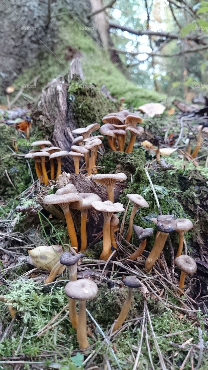 Mushrooms in forest