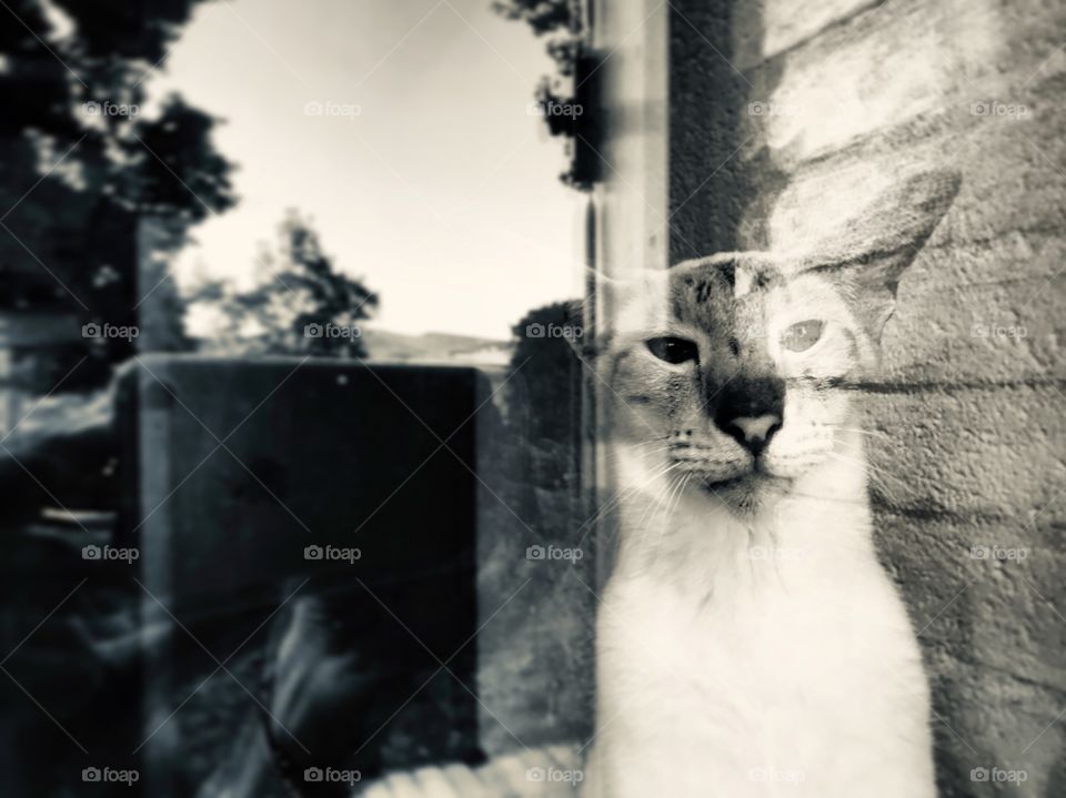 The cat behind the glass