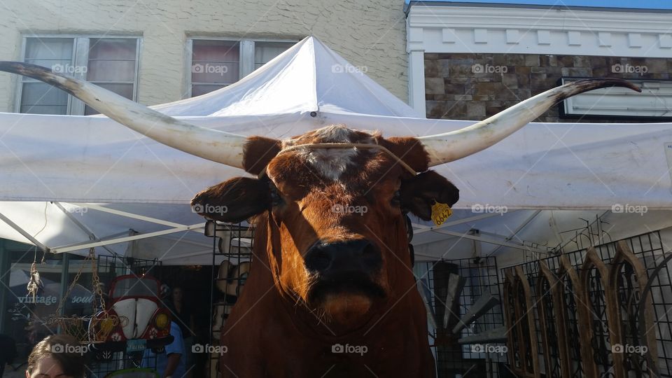 bull head with horns