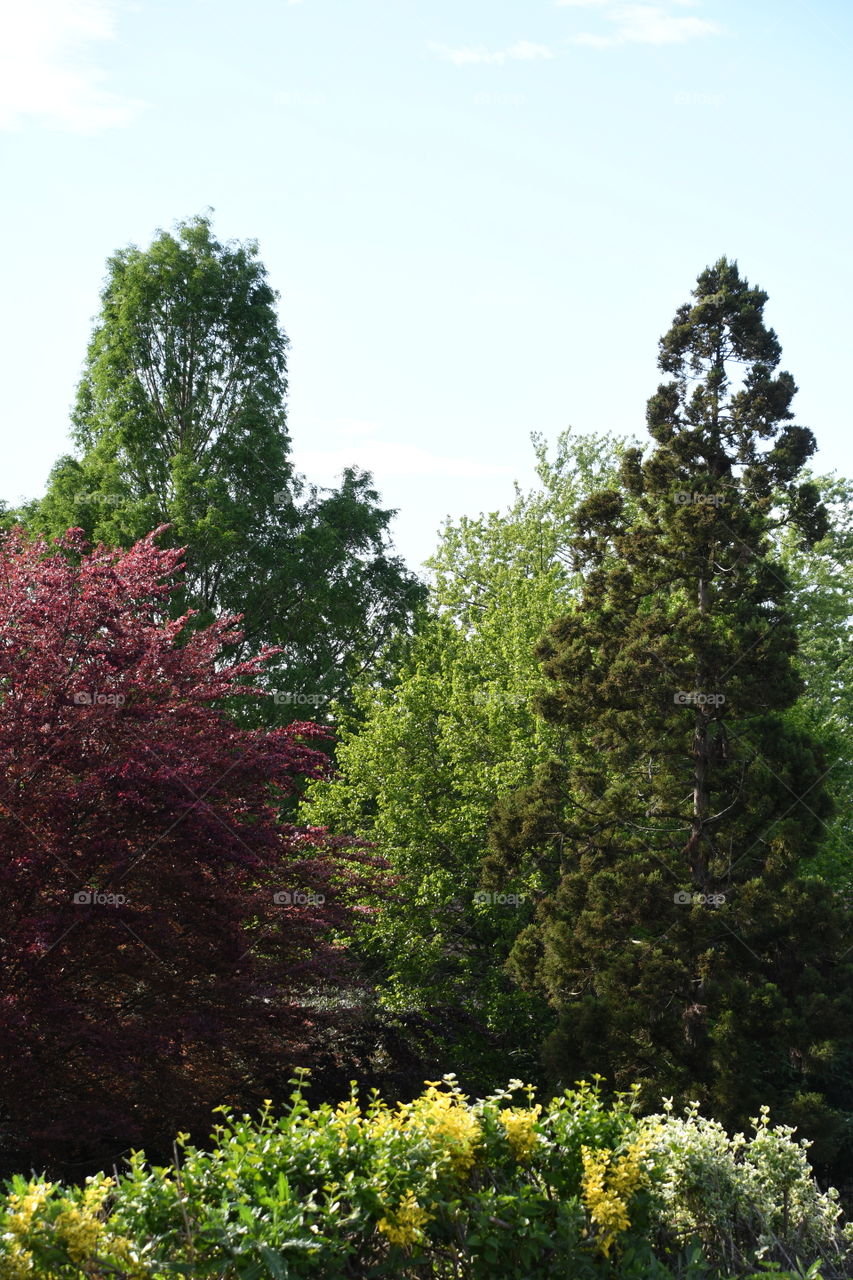 colorful tree scene