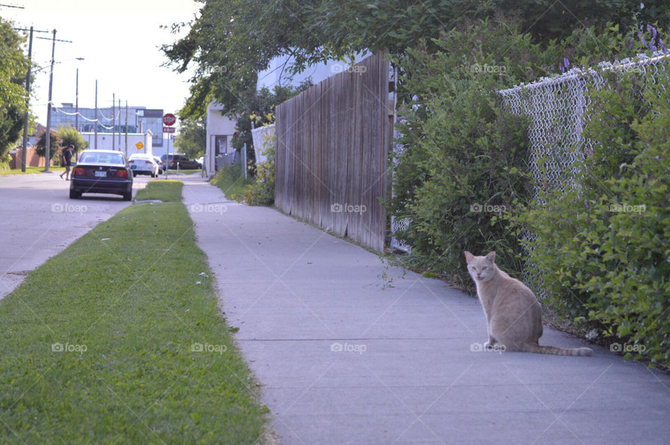 Street Cat Meow