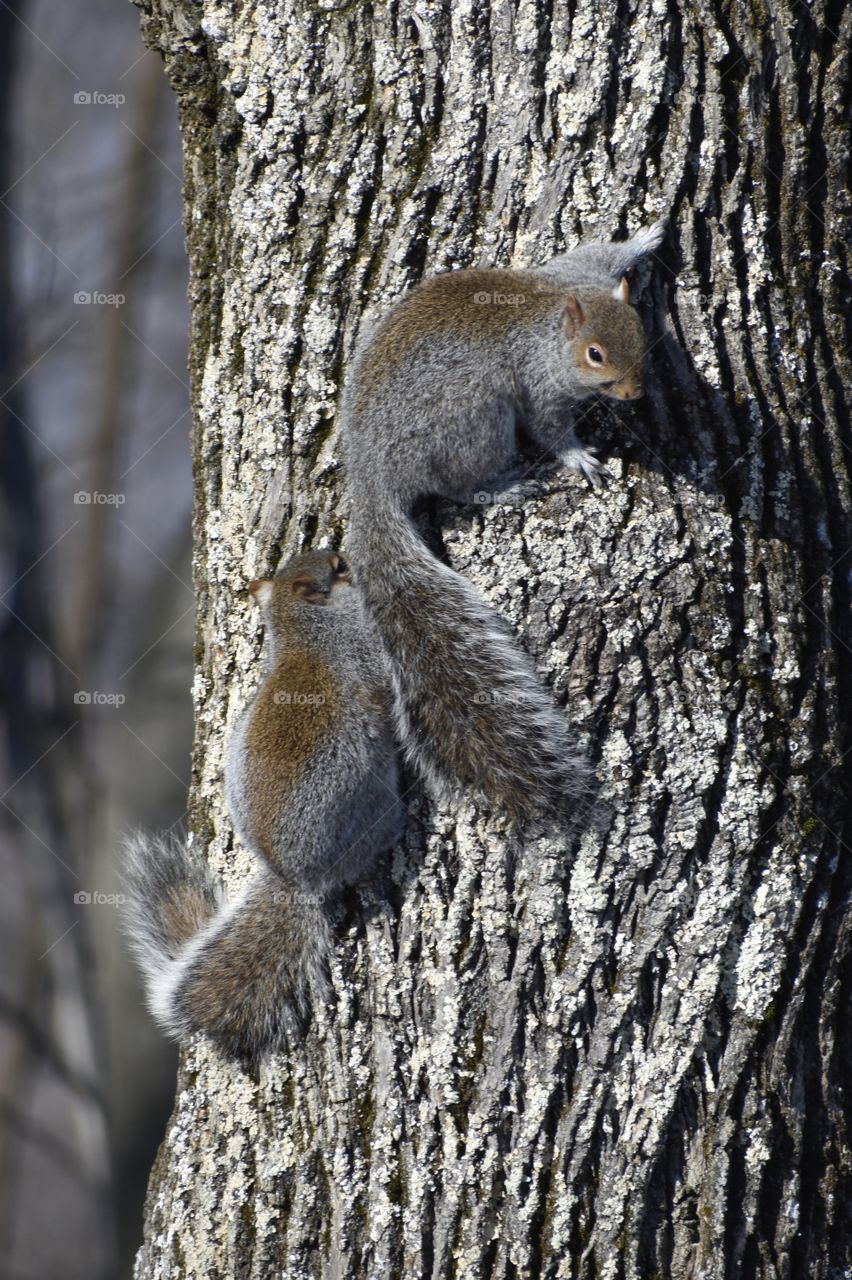 Two Squirrels 