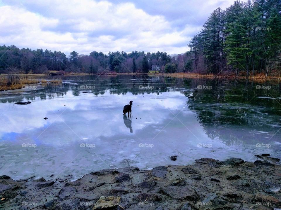 Dog on ice
