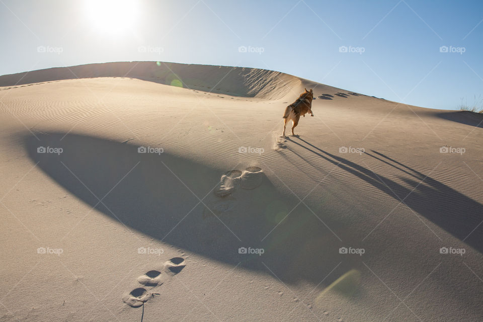 Dog runs on a sand dune in bright sunlight 