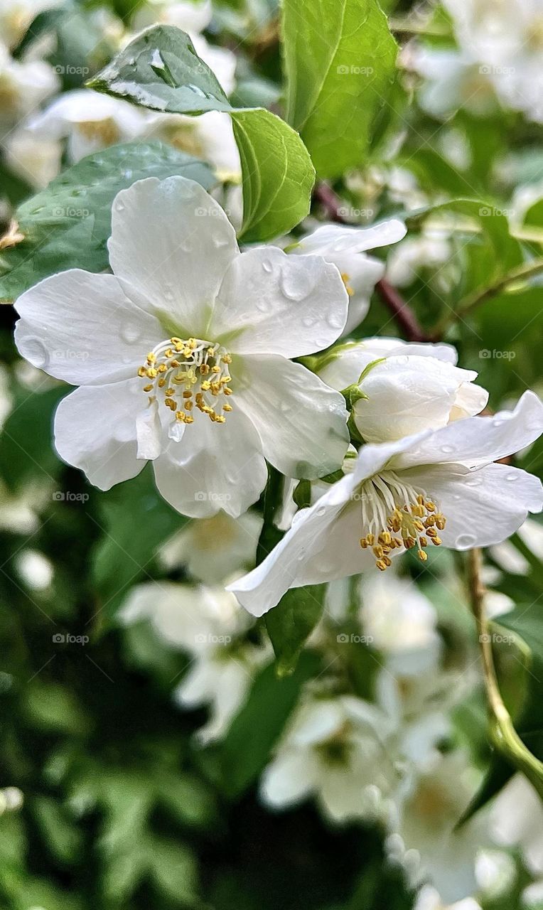 Delicate white petals are covered with small droplets of water that sparkle in the sun. Drops enhance the brightness and freshness of flowers, giving them special sophistication. 