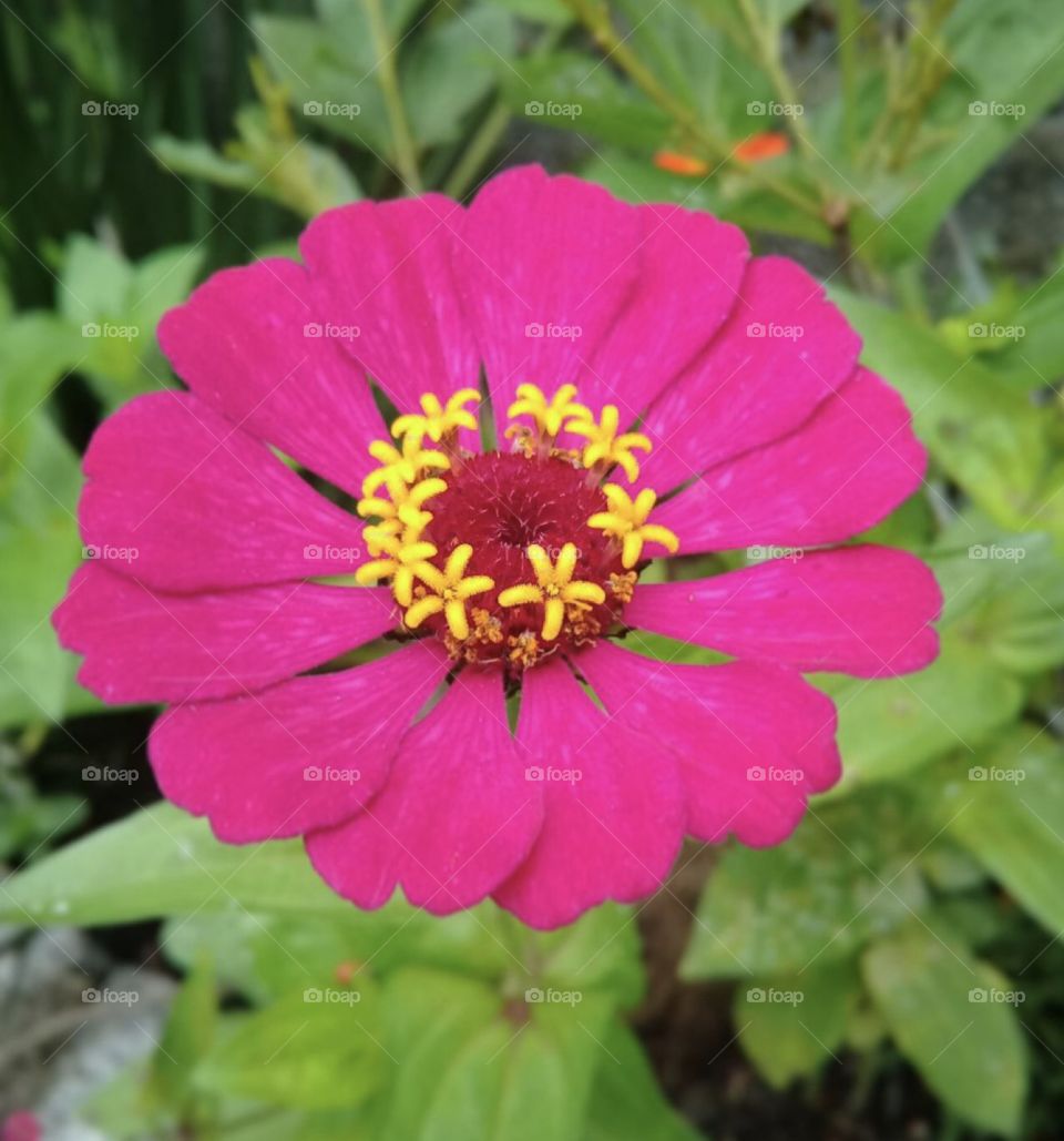 🌹 🇺🇸 Very beautiful flowers to brighten our day.  Live nature and its beauty. Did you like the delicate petals? / 🇧🇷 Flores muito bonitas para alegrar nosso dia. Viva a natureza e sua beleza. Gostaram das pétalas delicadas? 