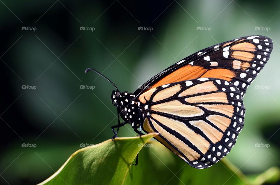 Beautiful and colourful butterfly