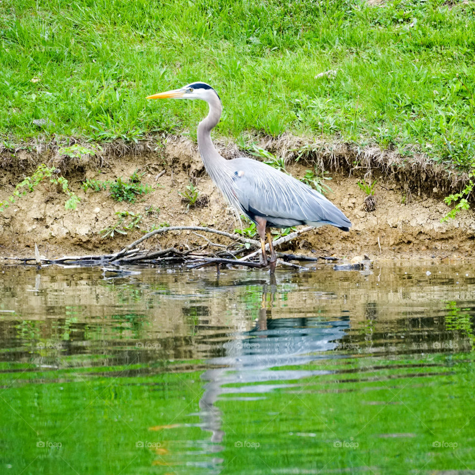 Bird, Heron, Wildlife, Nature, Water