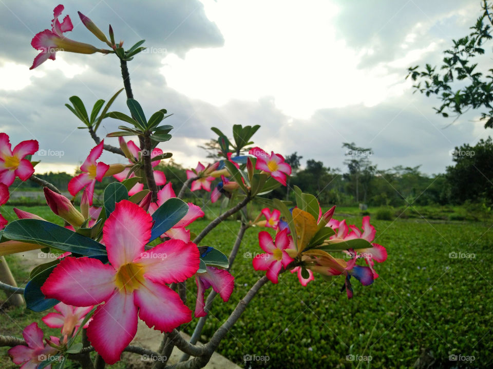 bunga Kamboja