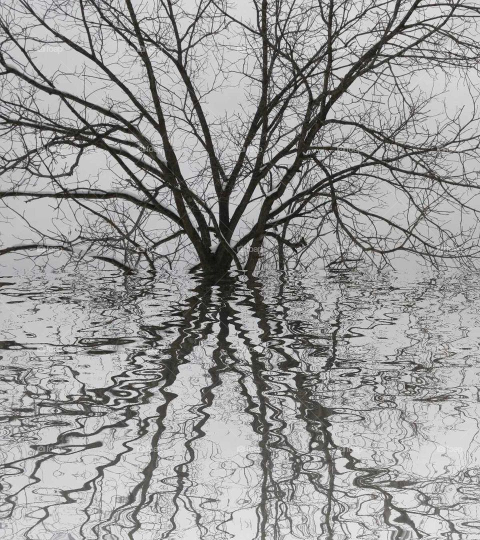 Mirrored Tree