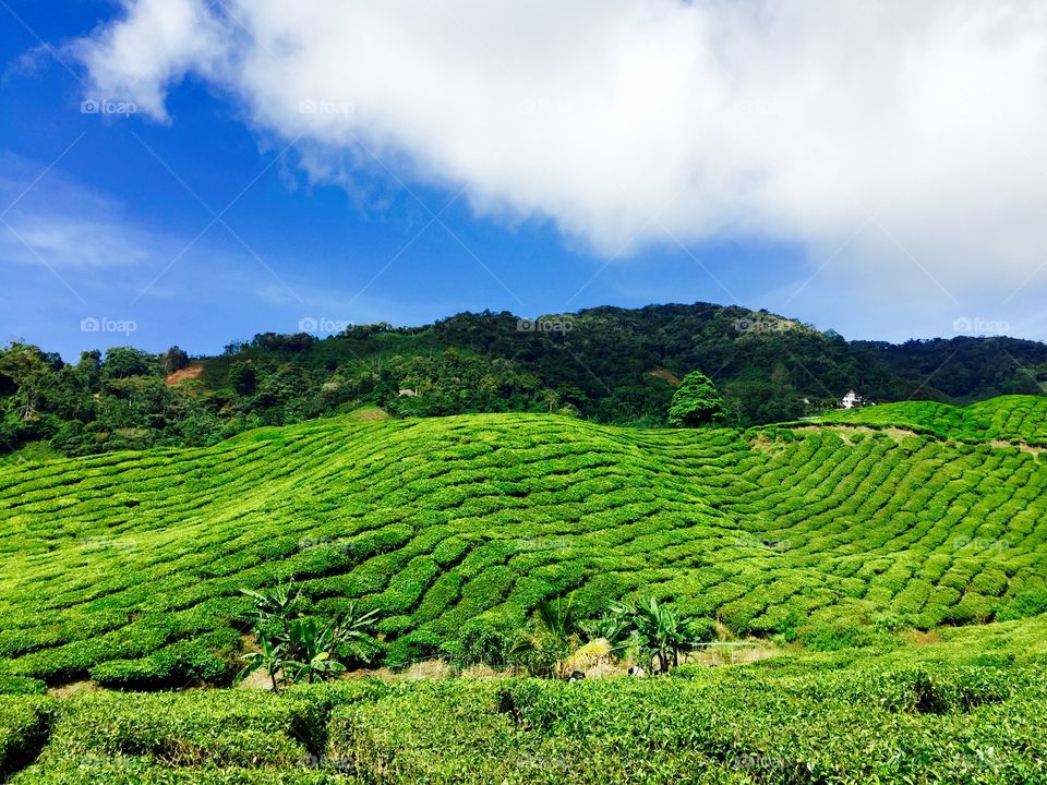 Tea valley