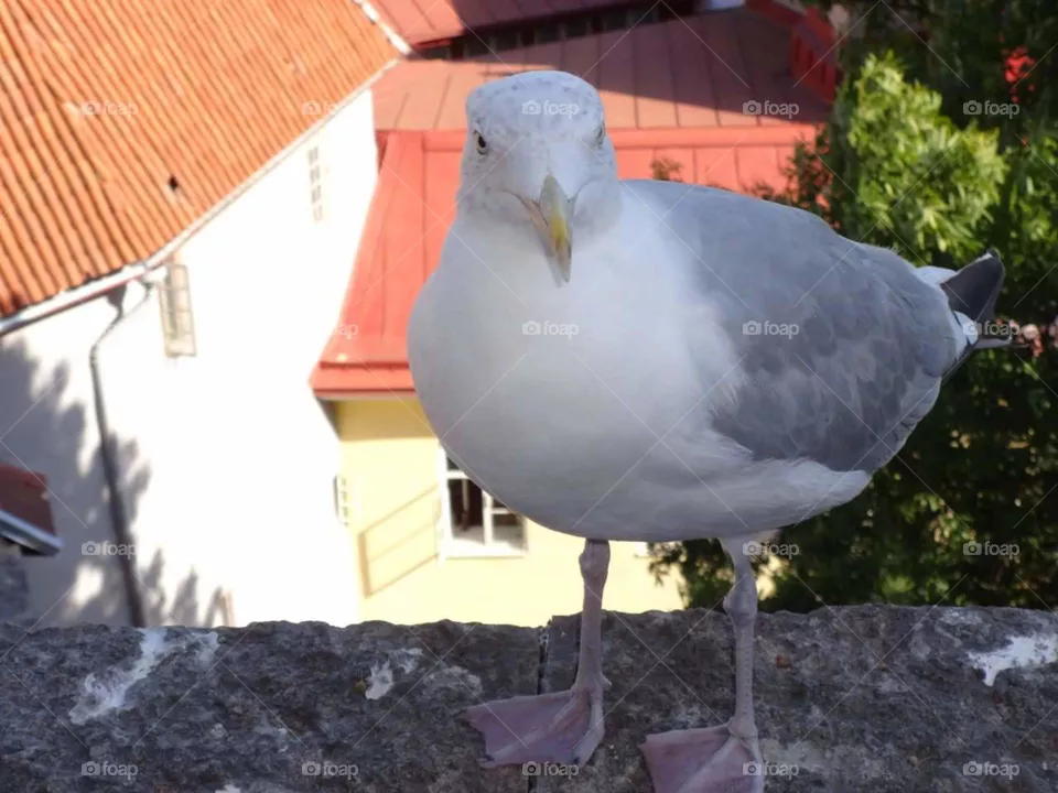 Bird