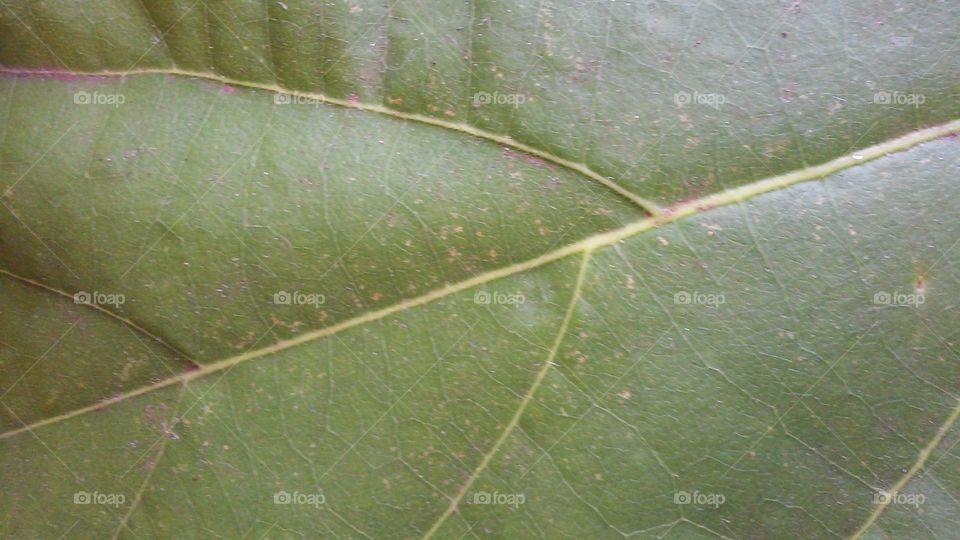 'avocado leaf'. This is a photo of my avocado tree.