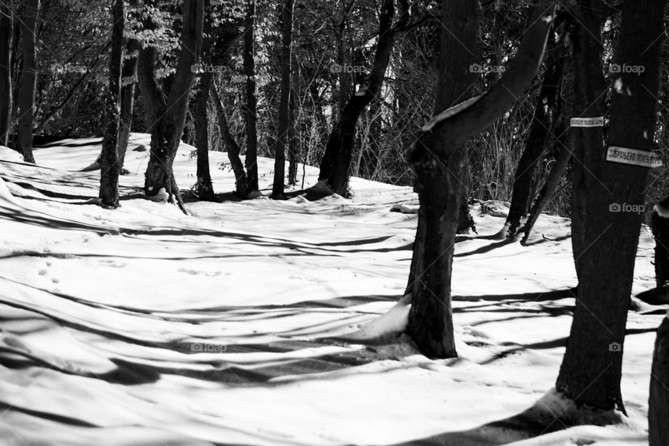 snow in wood