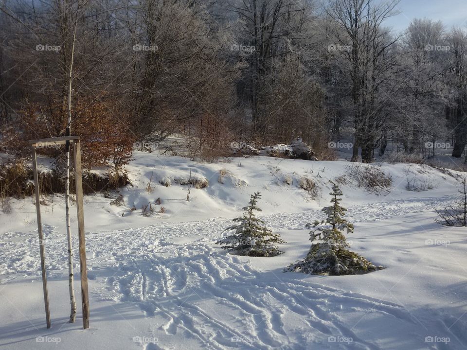 pine trees in winter