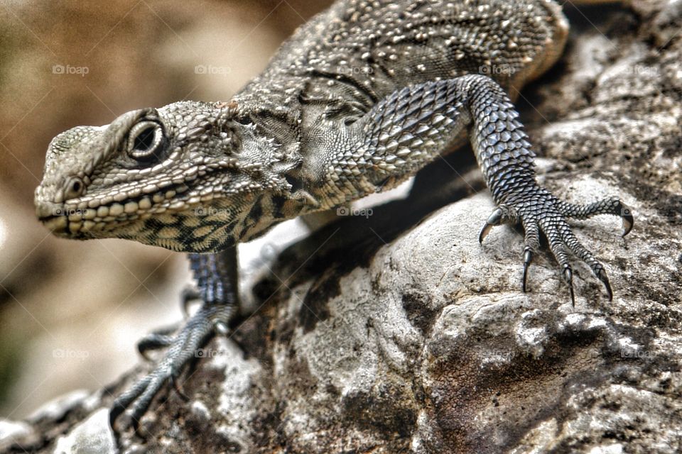 Indian lizard . Indian lizard 