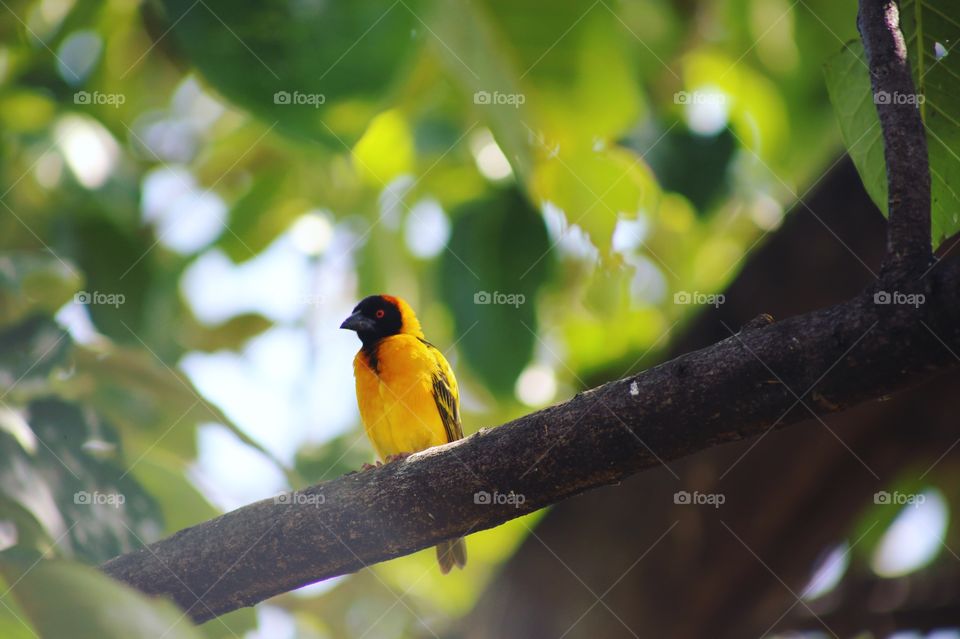 A bright yellow bird in a tree on Lake Victoria.