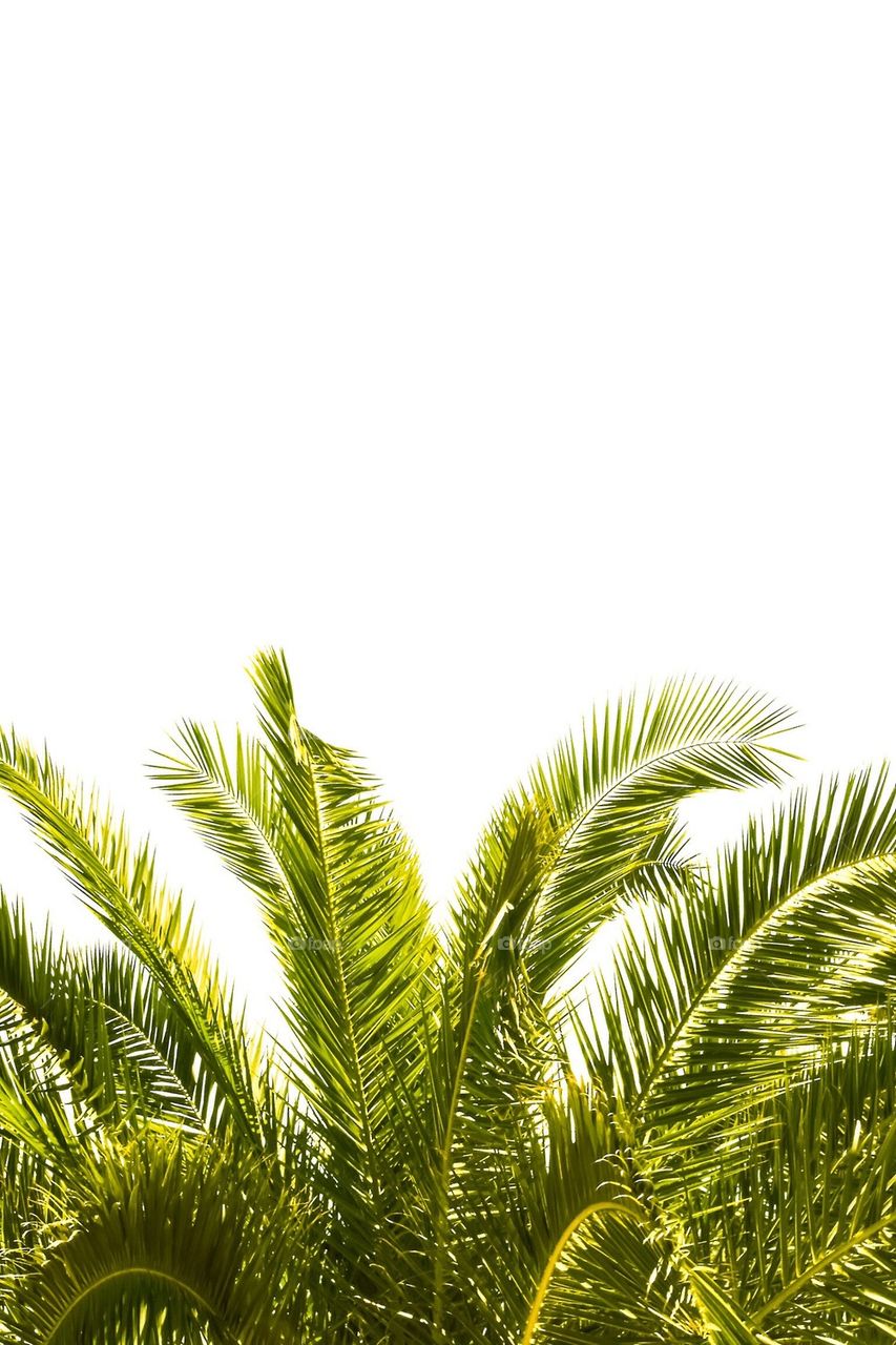 Palm tree in the sun 