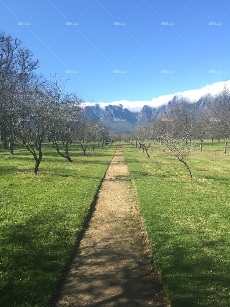 Manicured green garden pathway leading to cloud covered mountains surrounded by barren trees 