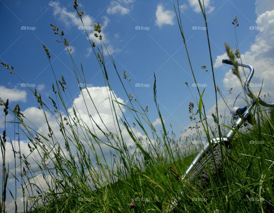 Grass, Field, Nature, Hayfield, Summer