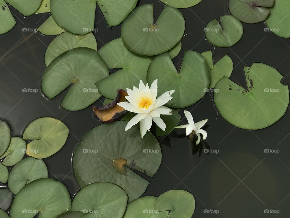 Peaceful Pond