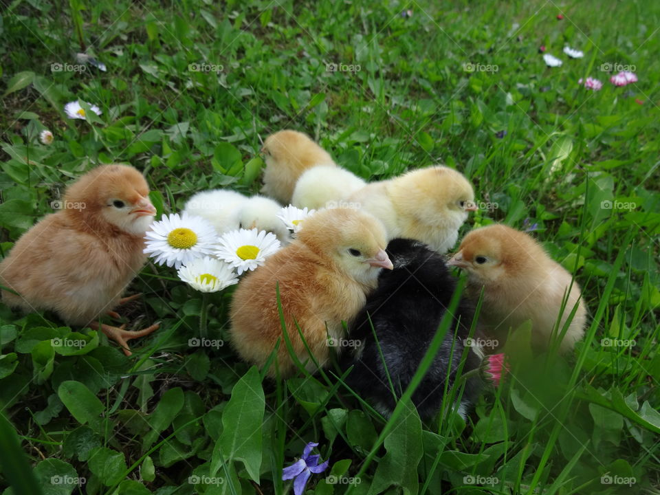 chicks