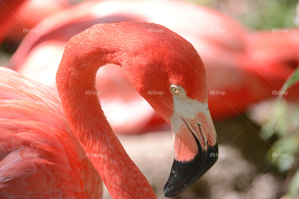 Flamingos at the zoo