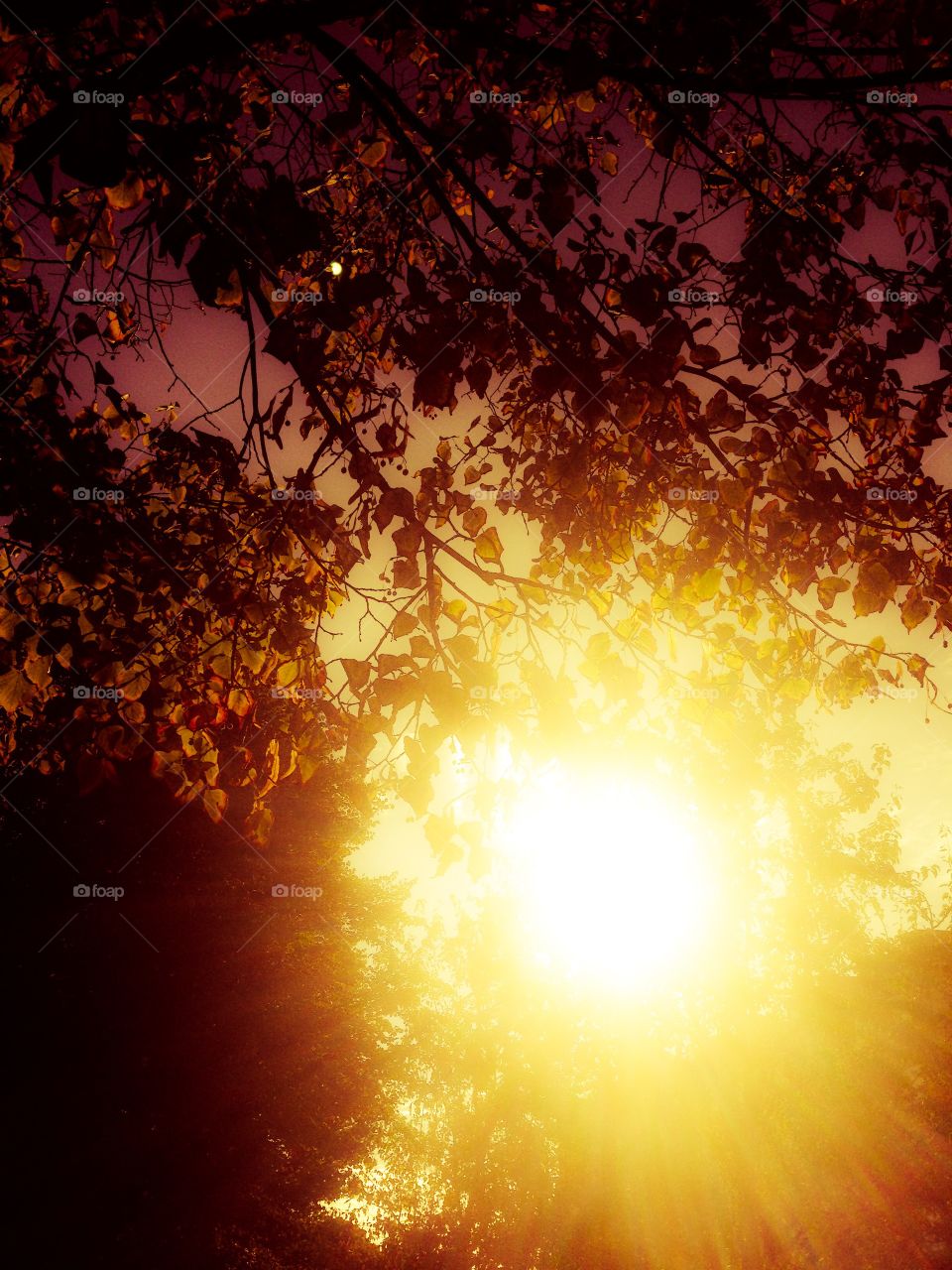 autumn sun through foliage