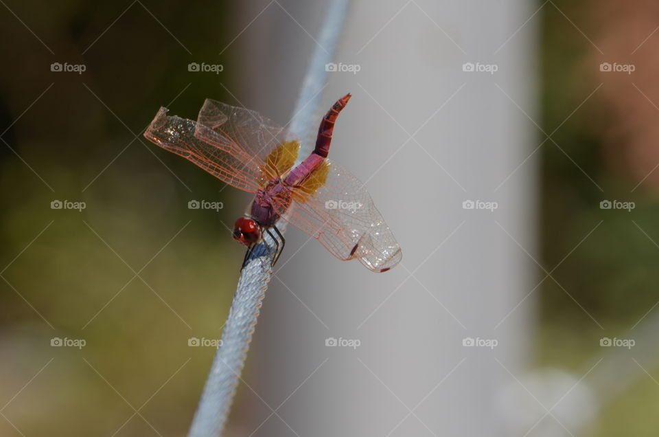 a dragonfly . really big, red dragonfly