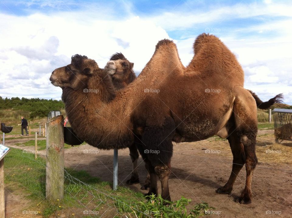 Camel looks through another camel