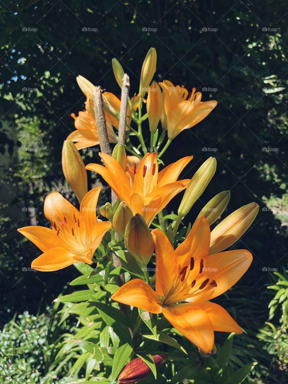 Beautiful flowers in Ukrainian village 