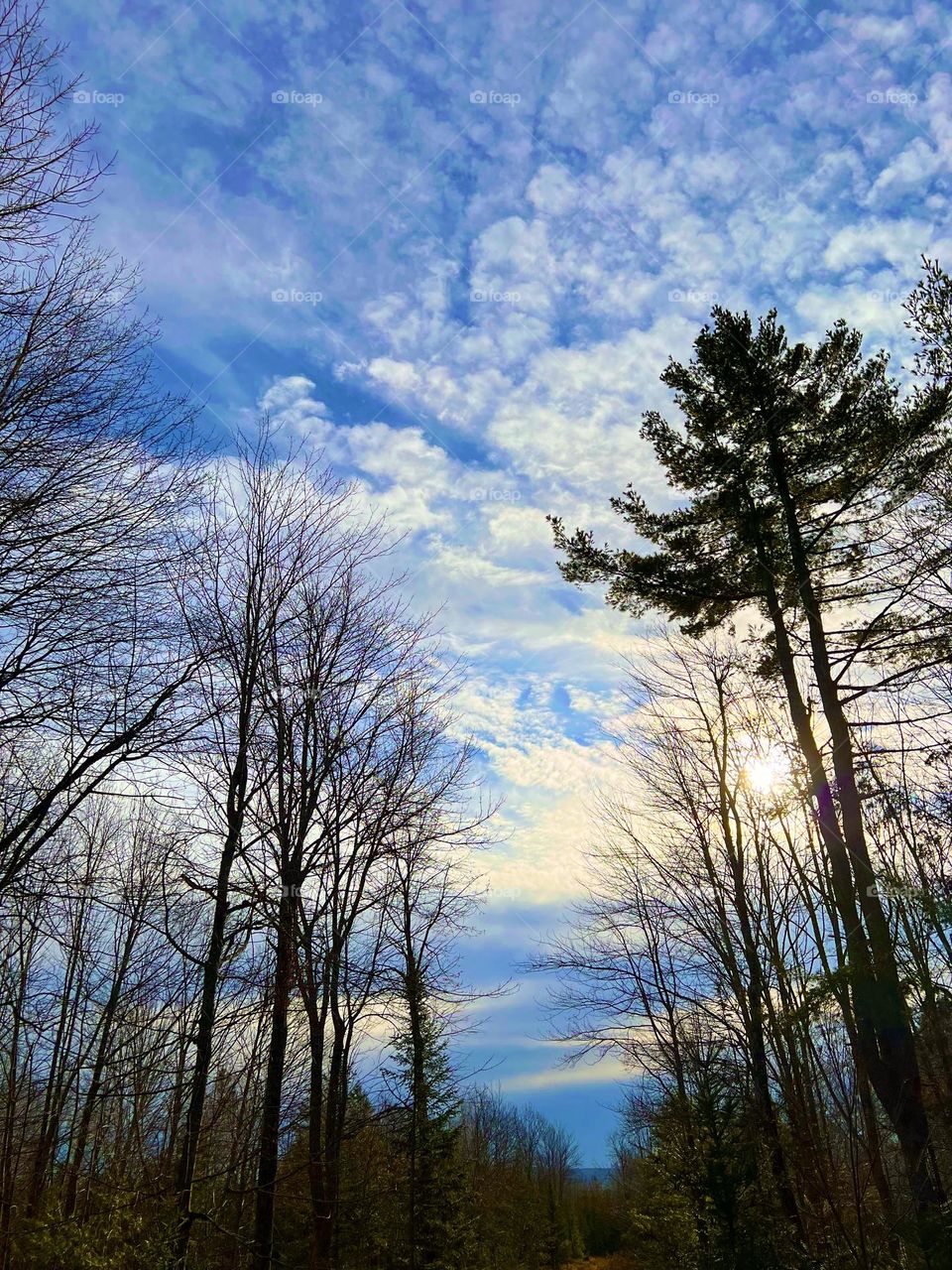 Sun in a cloudy sky pierces through trees on a winter day.