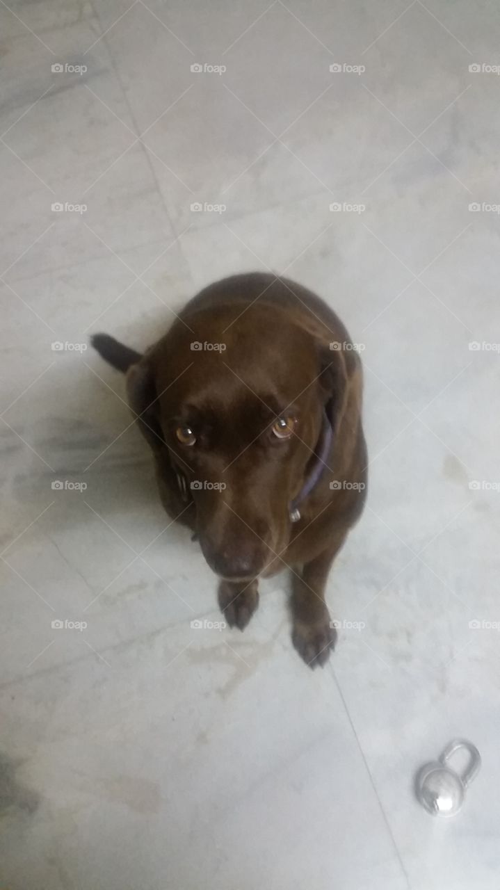 chocolate Labrador