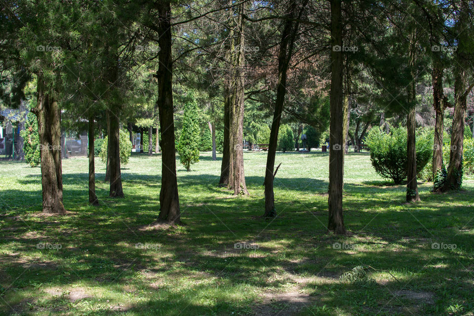 View of trees in forest