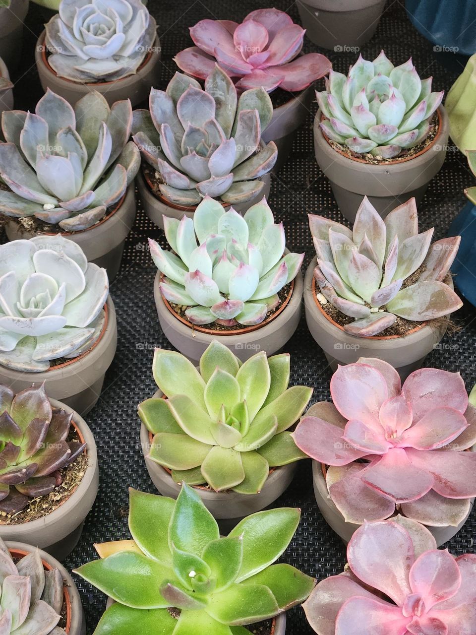 colorful selection of small potted succulent plants