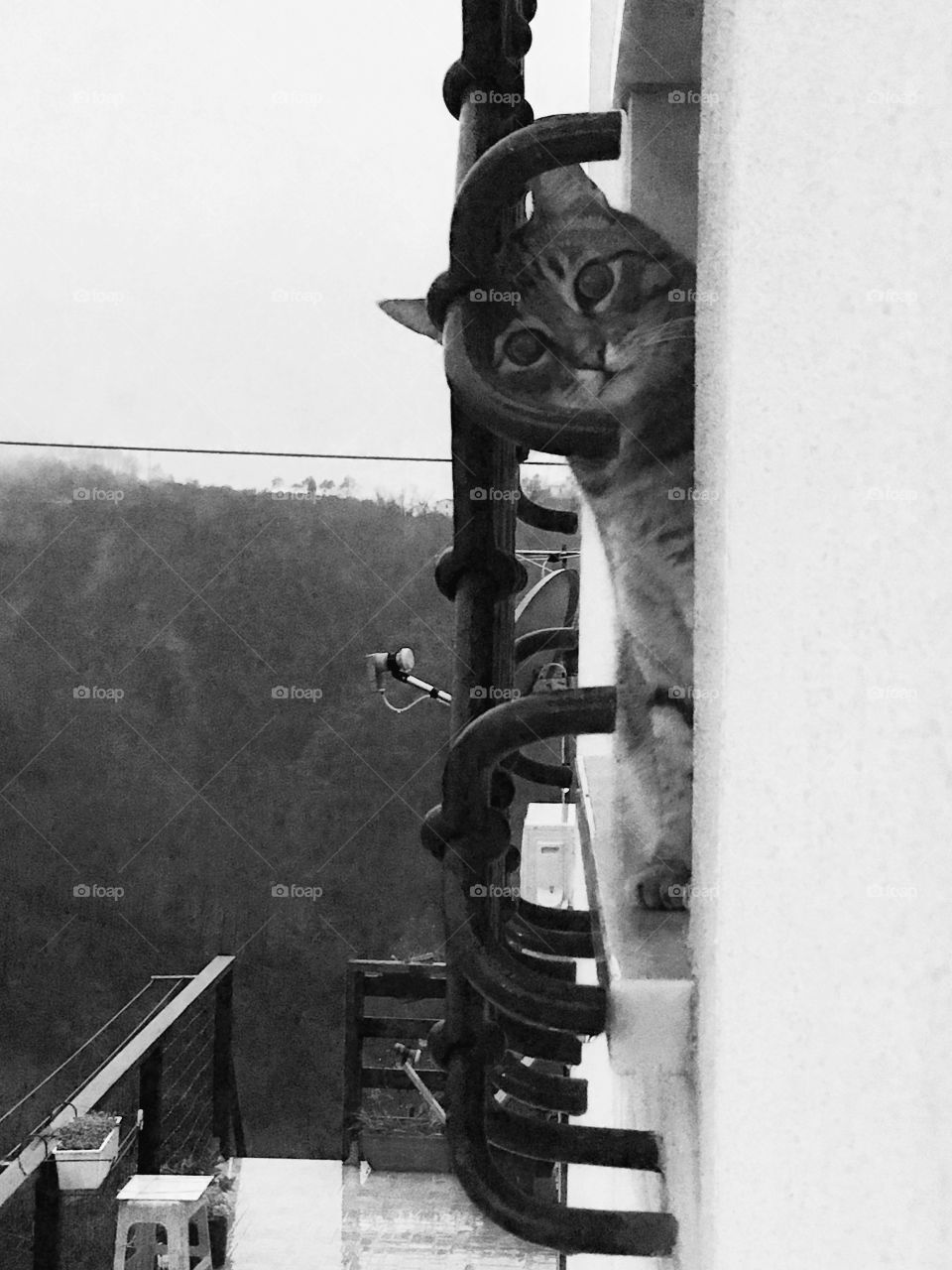 Cat under the rain,black and white 