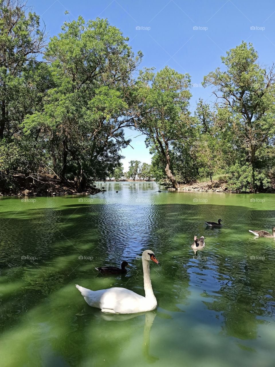 Swan. Swan on the pond