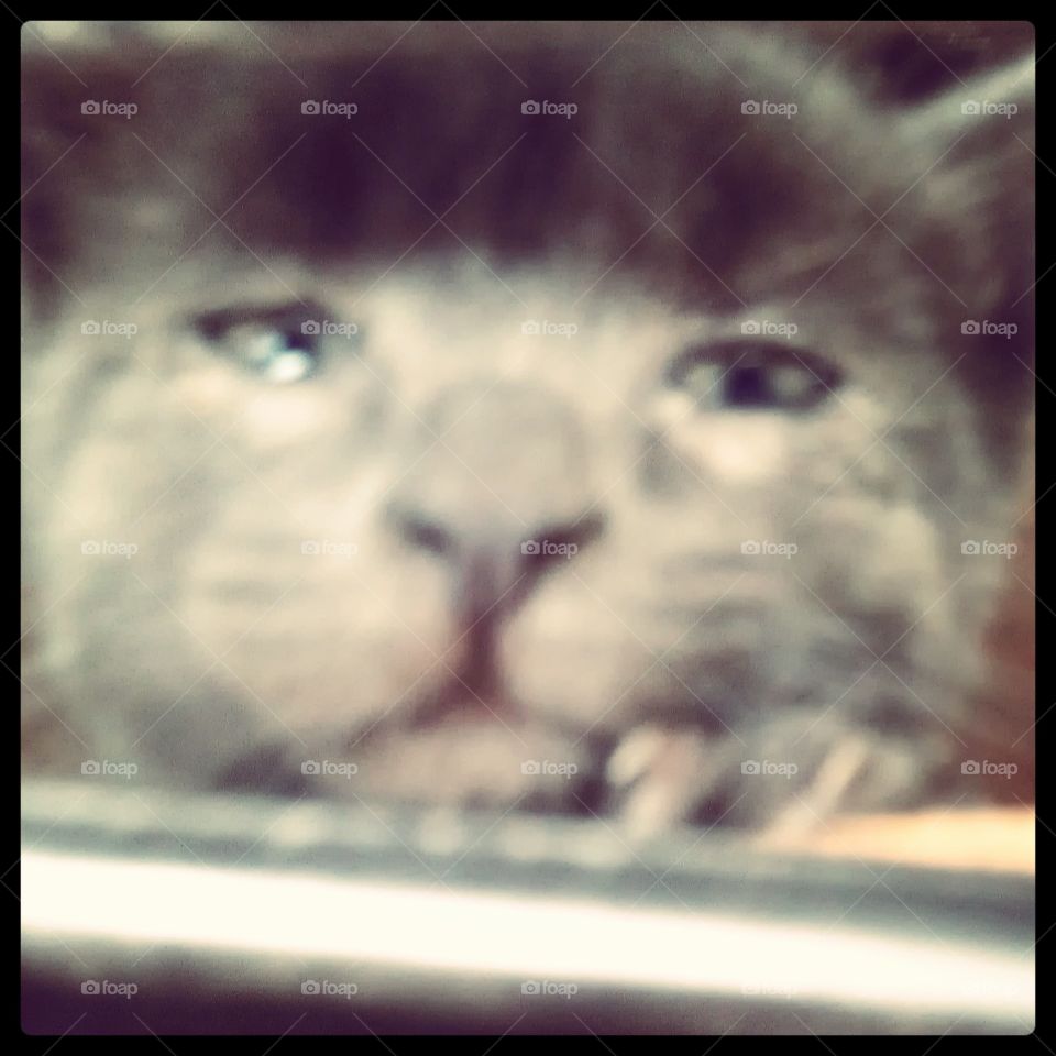 Rescue me. A photo of a rescue kitten peaking out of the box, you can just see the sadness in his sweet little eyes...