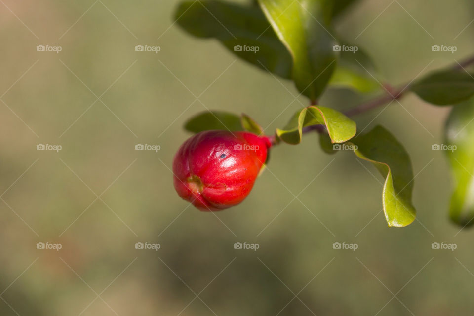 Little pomegranate