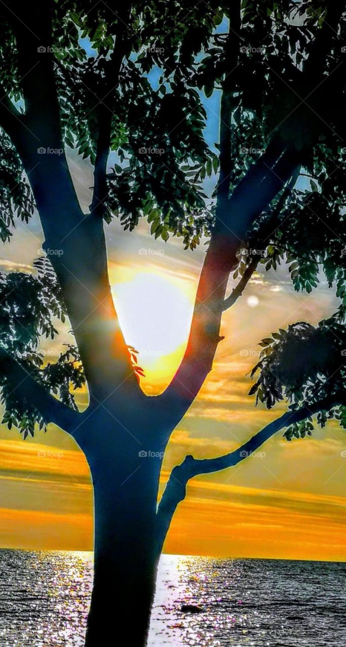 Beautiful tree in the sunset