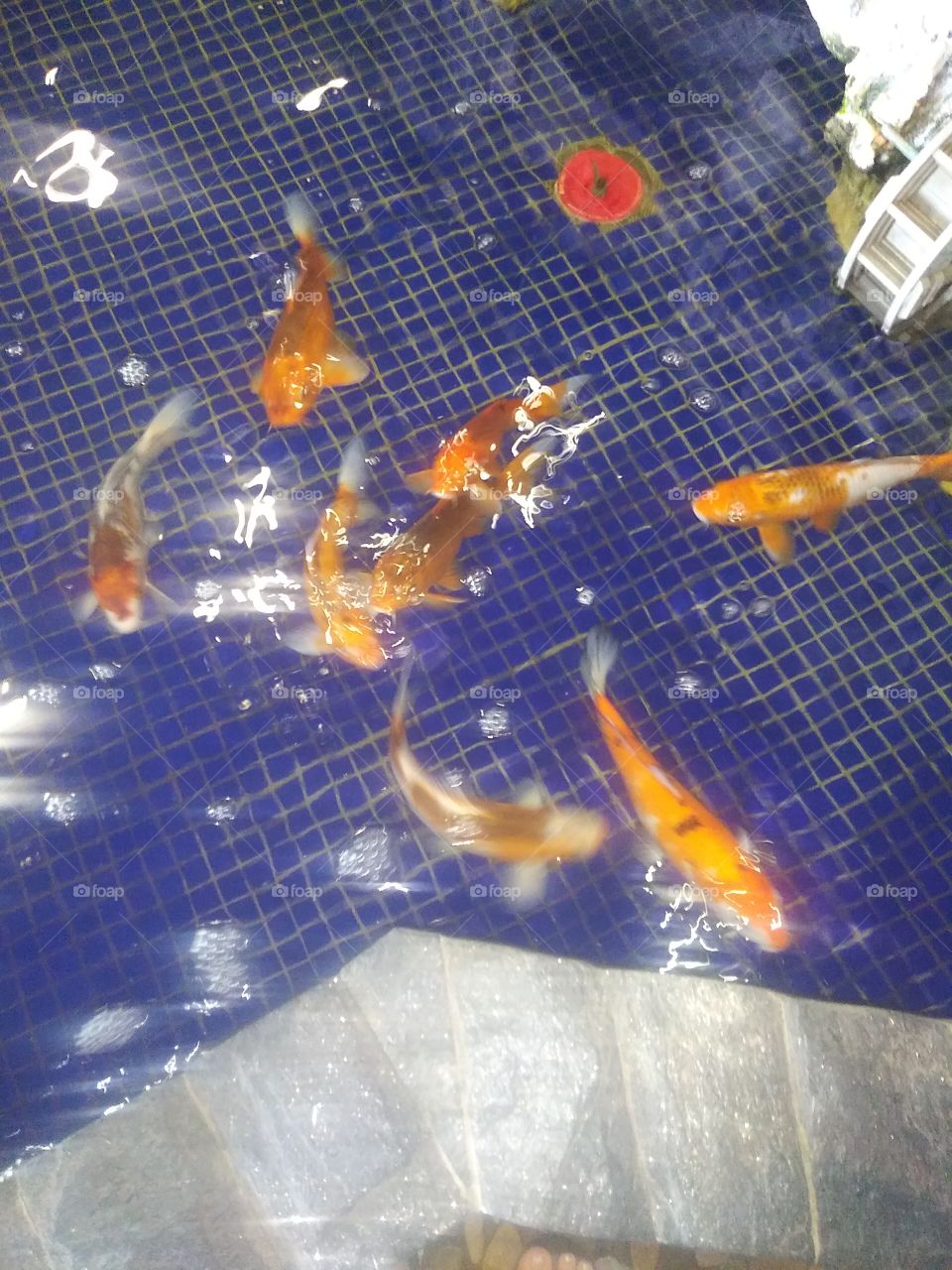 koi fish
