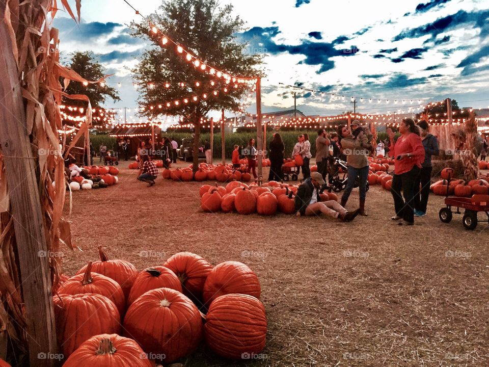 Pumpkin picking in Dallas y'all 