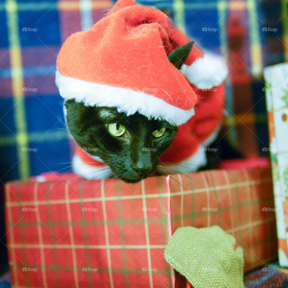 Cat santa