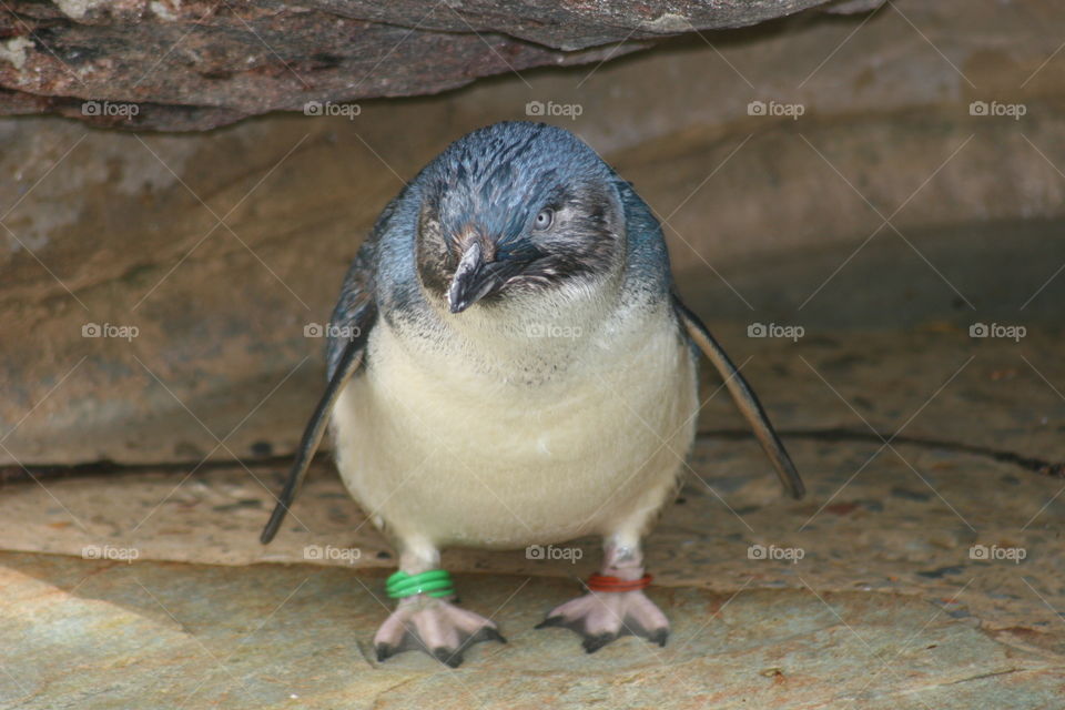 Fairy penguin