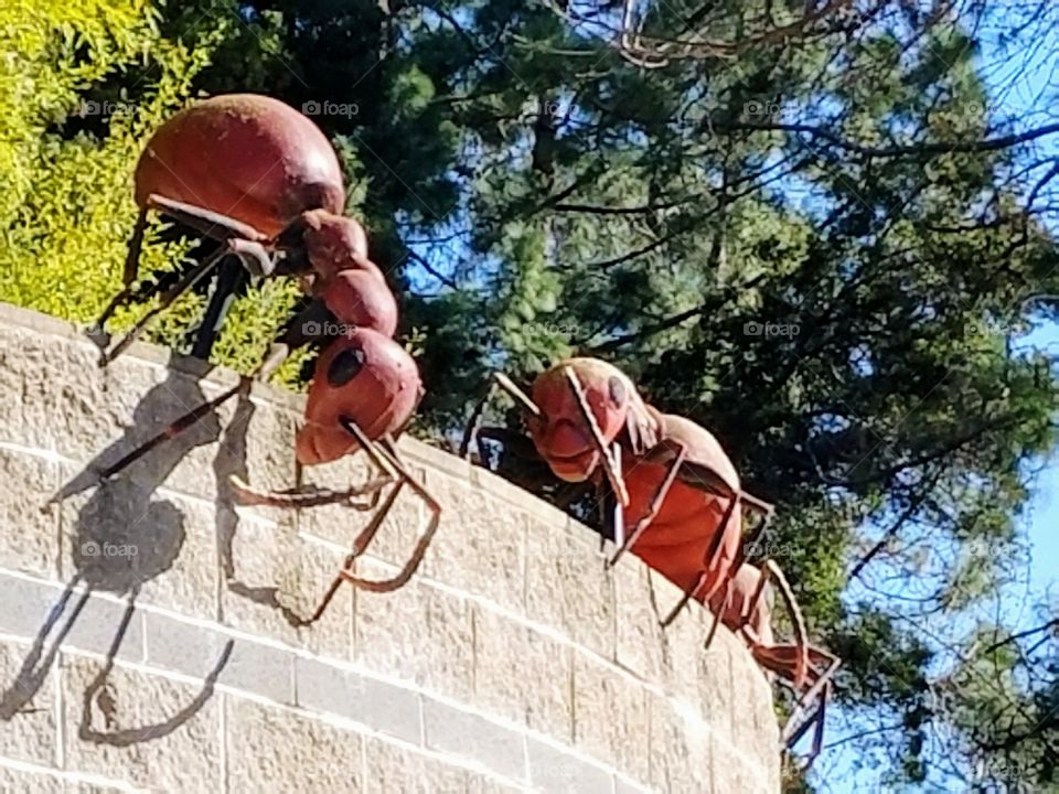 The Ants are coming!!!