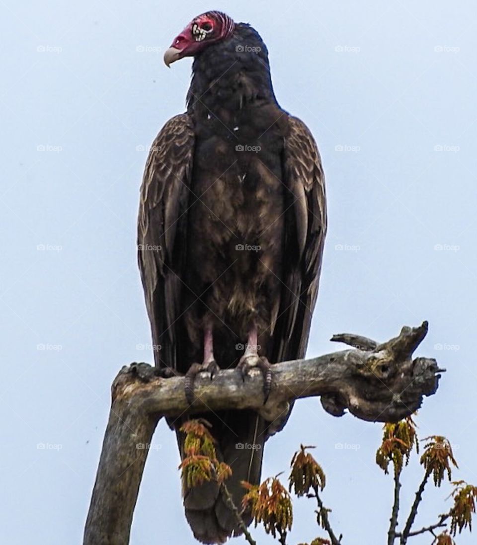 Perched turkey vulture