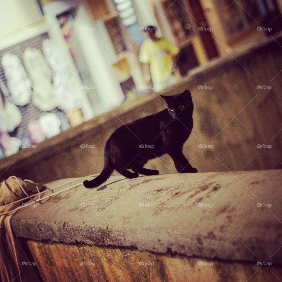 #Ventotene #cat #black #Italy